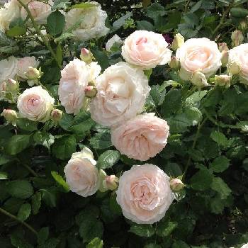 Роза плетистая ‘Palais Royal’ (синоним ‘White Eden’)